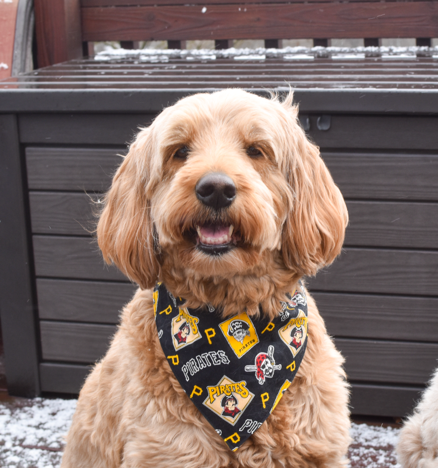 Pittsburgh Pirates Bandana