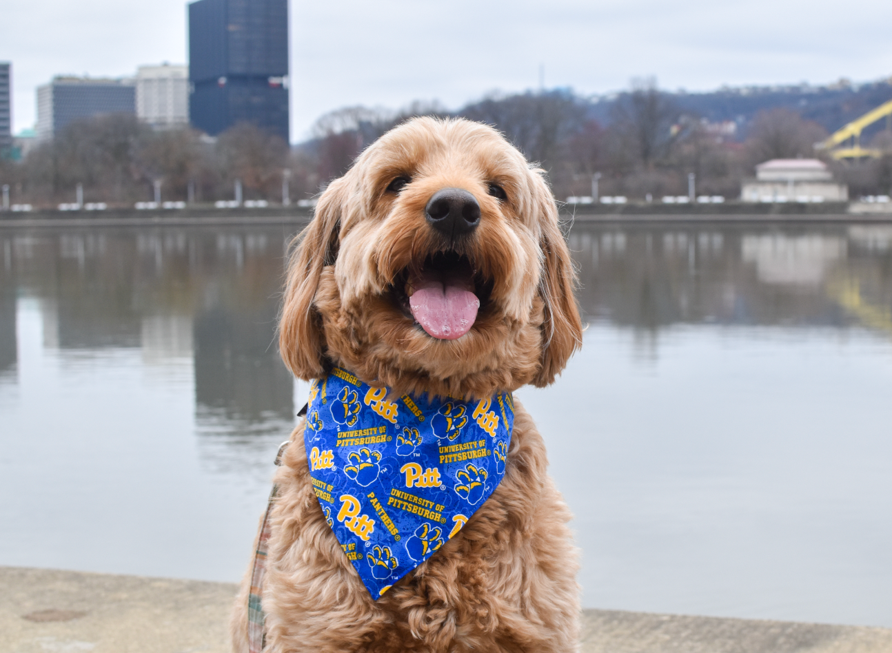 Pitt Bandana