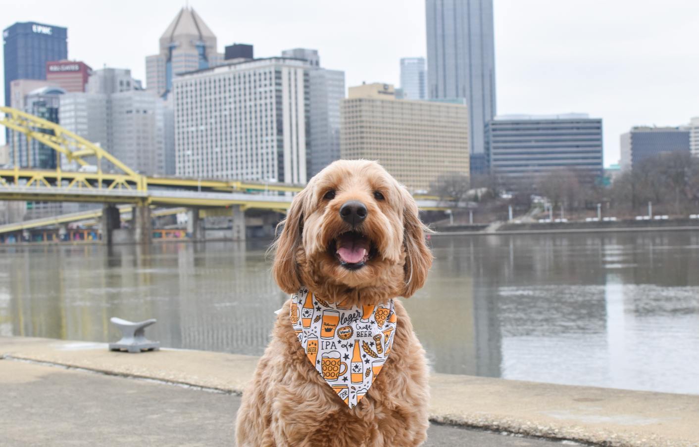 Black & Yellow Beer Bandana